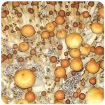 Псилоцибиновые (галлюциногенные)  грибы Psilocybin "Golden Teacher" в Бугуруслане